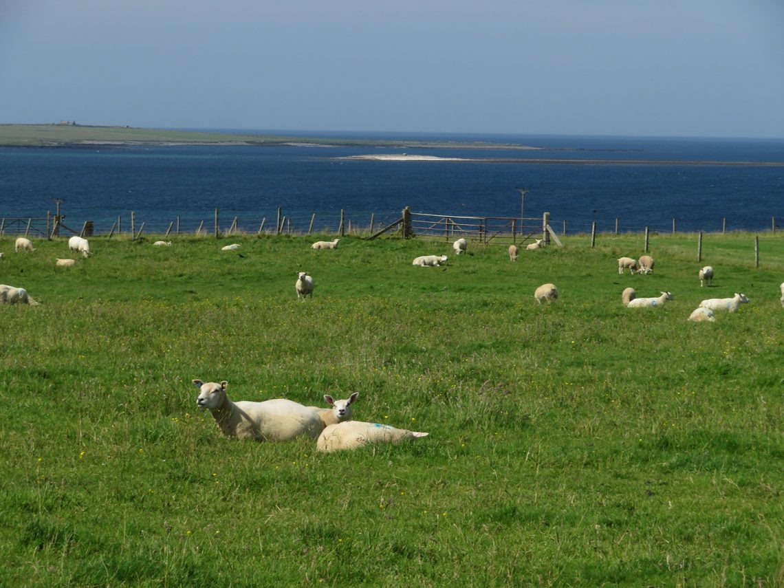 sheep and sea